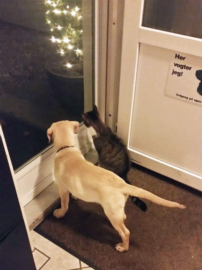 Kat og hund foran netdør med Petnet fra fluenet.dk