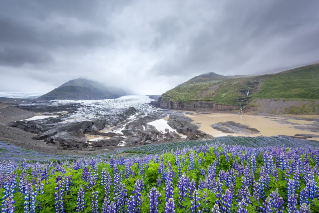 Island, et myggefrit land
