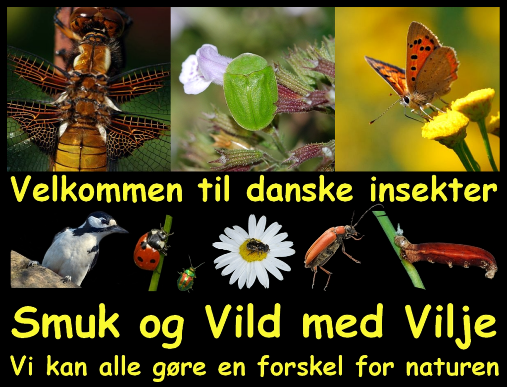 Skærmbillede af danskeinsekter.dk fra 19/08/2022