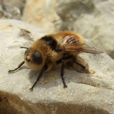 Rådyrets svælgsbremse, Cephenemyia Stimulator.