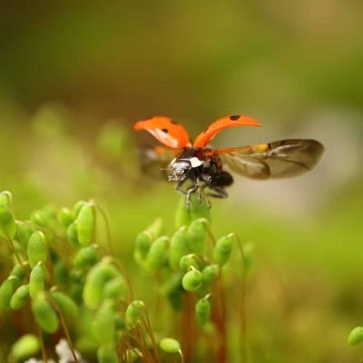 Syvplettet mariehøne, Coccinella Septempunctata