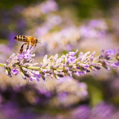 Eurpæisk honningbi, Apis Mellifera