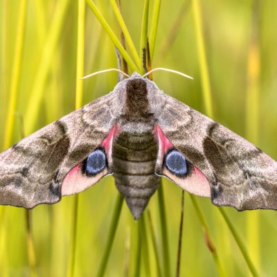 Aftenpåfugleøje, Smerinthus Ocellatus