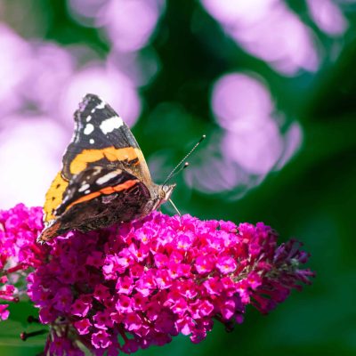 Admiral, Vanessa Atalanta