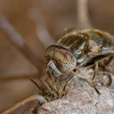 Regnklæg, Haematopota Pluvialis