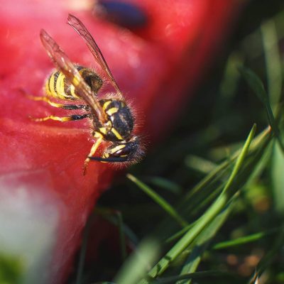 Almindelig gedehamse, Vespula Vulgaris